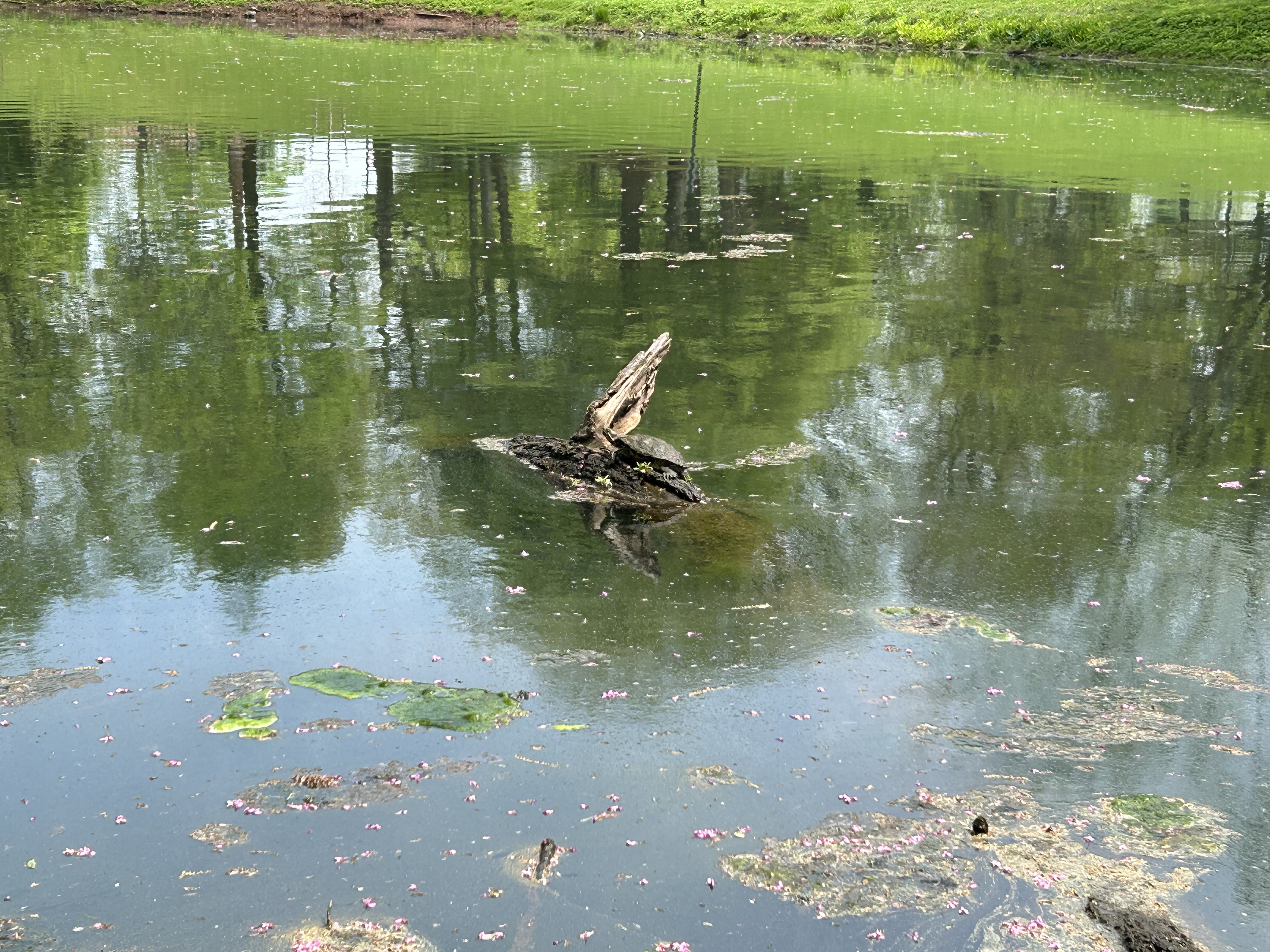 turtle on a log in the middle of a pond