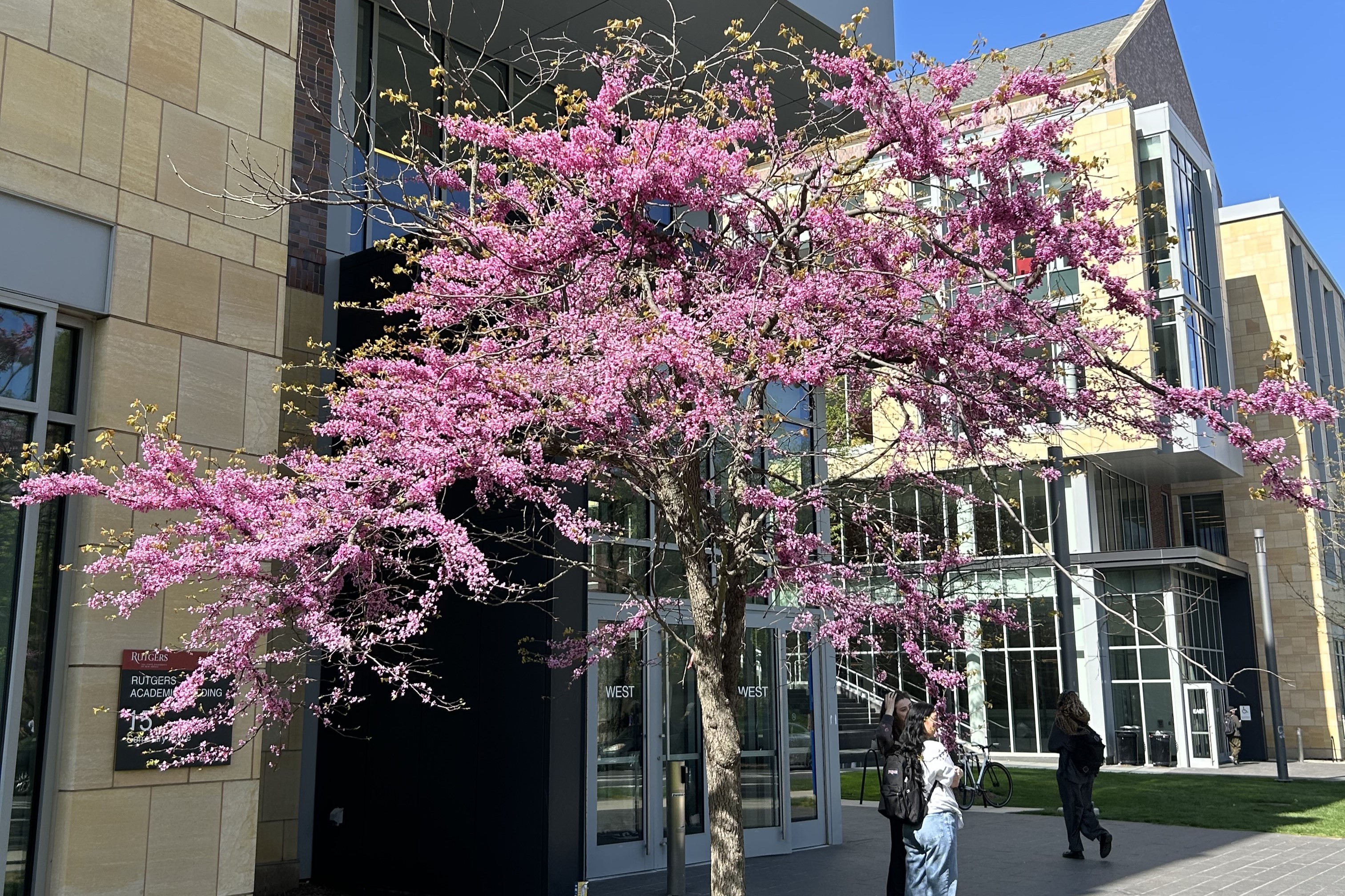 image of pink tree