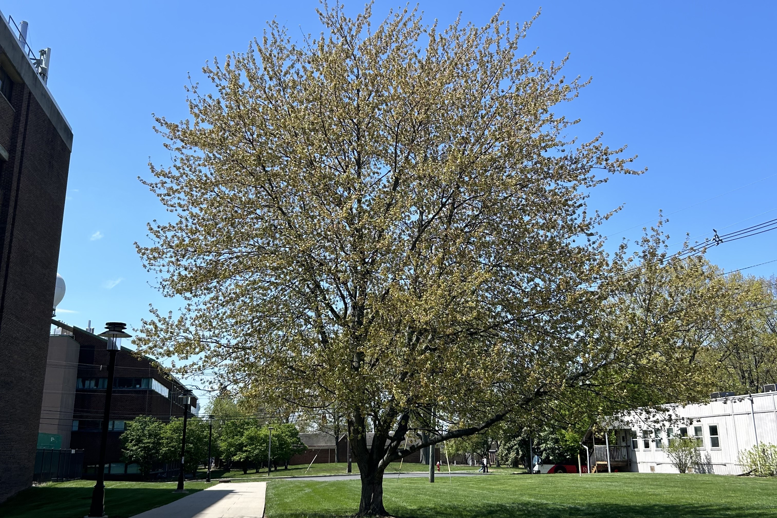 image of a tree