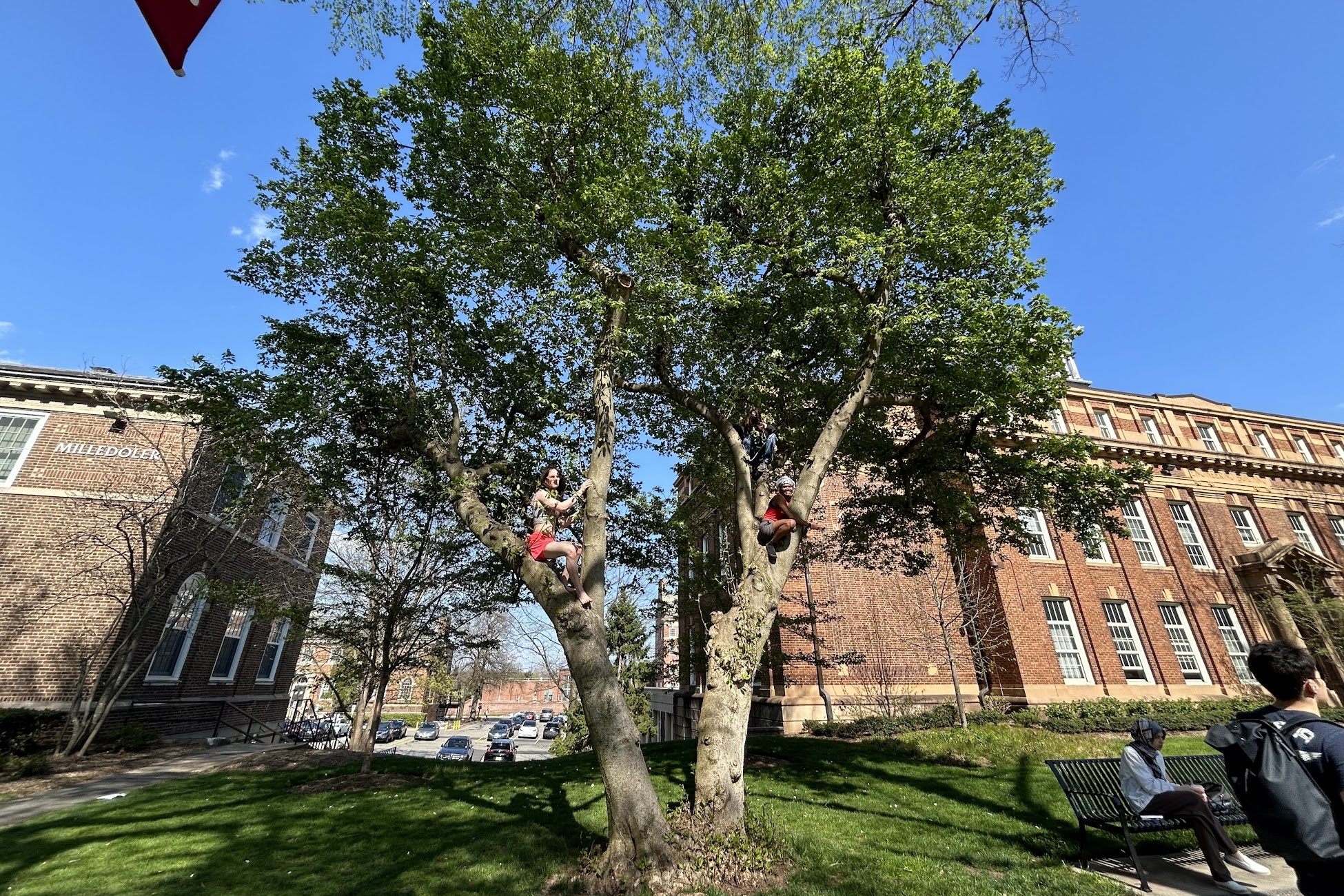 two friends climbing a tree