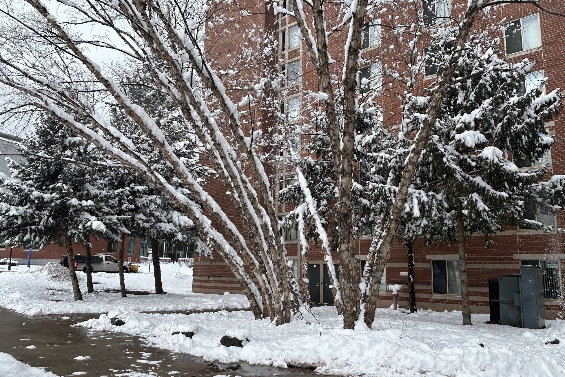 image of snow covered trees