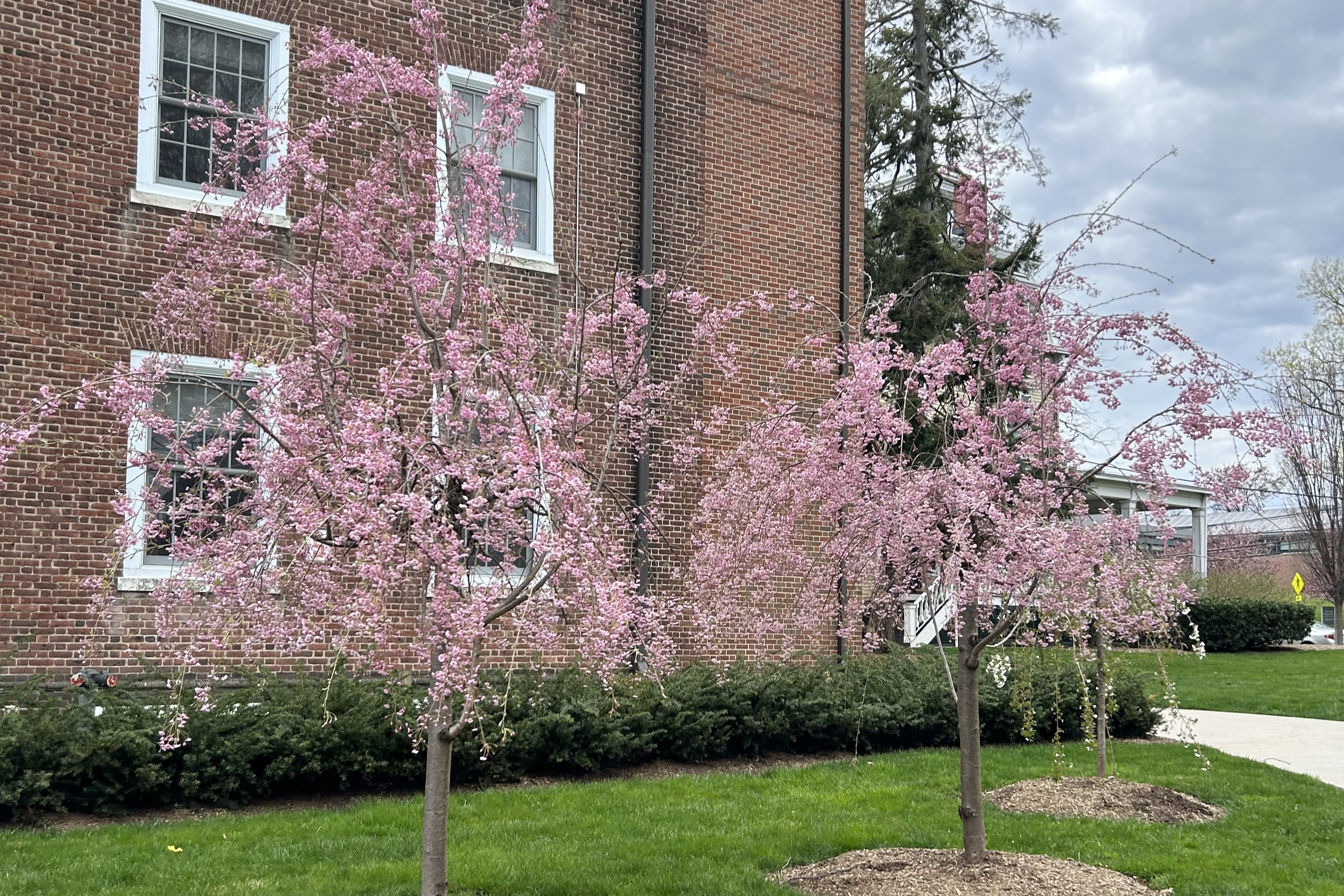 pink trees in voorhees mall