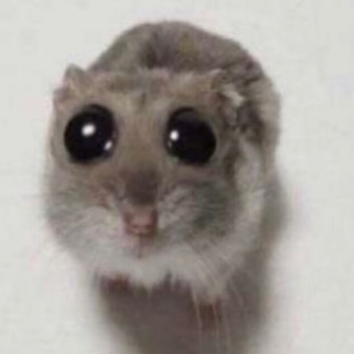 grey hamster with big eyes